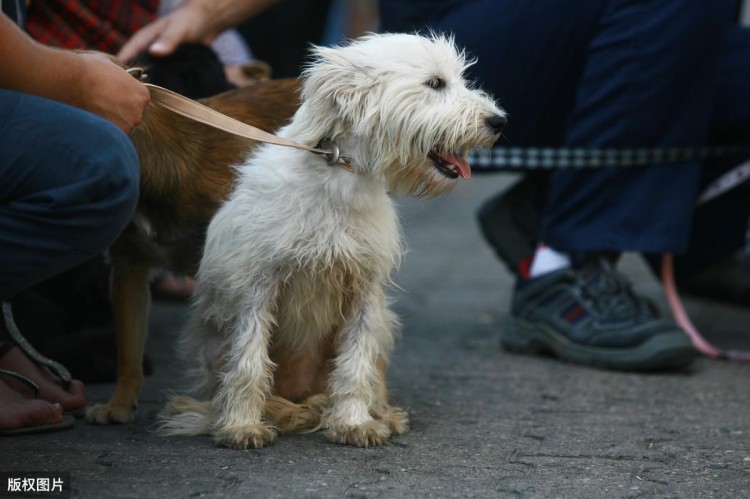 听说比熊犬很危险网友：这6点太可怕了