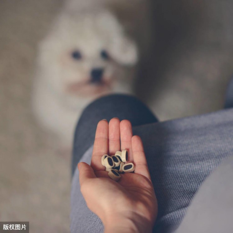 听说比熊犬很危险网友：这6点太可怕了