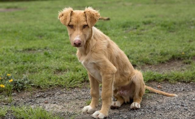 流浪狗入职阿里成为园区巡逻犬食堂管饭真正的狗生巅峰