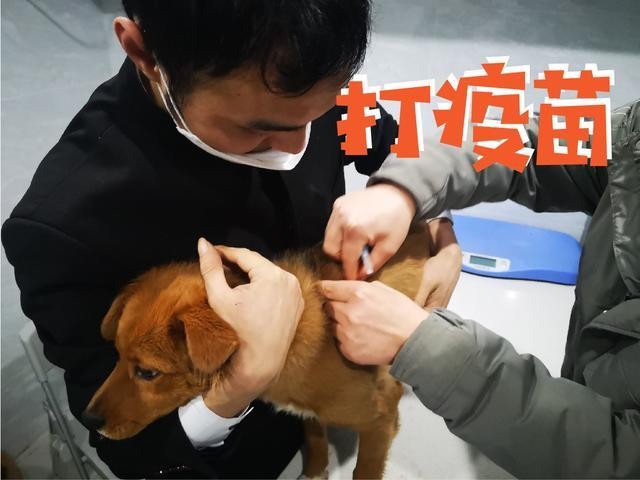 流浪狗入职阿里成为园区巡逻犬食堂管饭真正的狗生巅峰