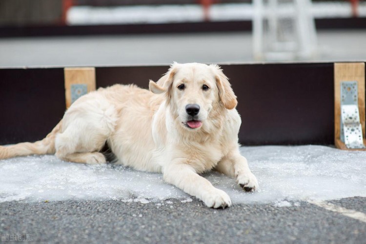 行业人建议：想养宠物犬劝你选择这10种寿命长的狗狗