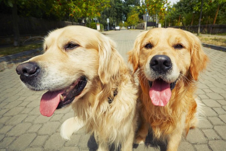 行业人建议：想养宠物犬劝你选择这10种寿命长的狗狗