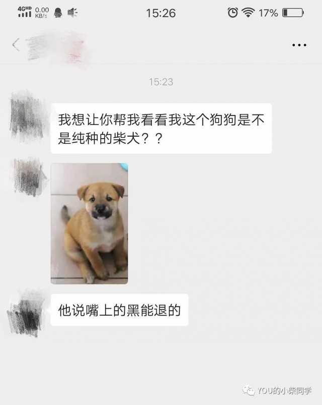 为何在购买柴犬之前一定要先鉴定？这个亏你千万不要再吃了