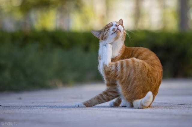 怎样收养流浪猫，怎样对流浪猫和自己负责